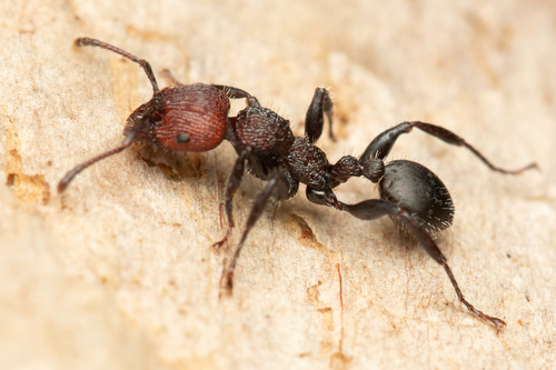 Podomyrma micansPodomyrma micans