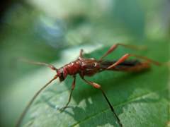 Necydalis laevicollis