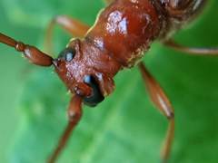 Necydalis laevicollis