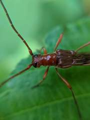 Necydalis laevicollis