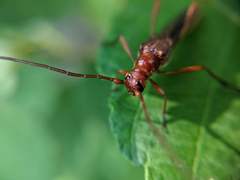 Necydalis laevicollis