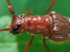 Necydalis laevicollis