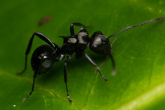 Polyrhachis clio