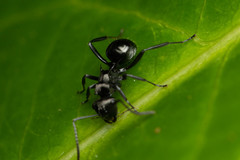 Polyrhachis clio