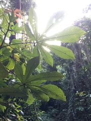 Pourouma guianensis