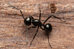 Polyrhachis pilosa