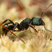 Green-head Ant - Photo (c) Mark Ayers, some rights reserved (CC BY-NC), uploaded by Mark Ayers