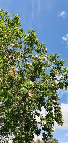 Image of Lysiphyllum hookeri by no rights reserved