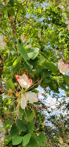 Image of White Bauhinia (Lysiphyllum hookeri) by no rights reserved