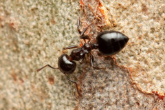 Crematogaster cornigera