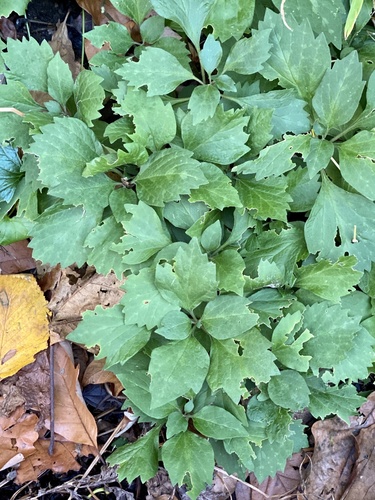 Pachysandra procumbens