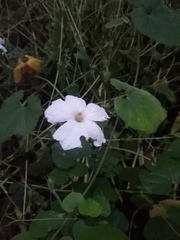 Polyclathra cucumerina