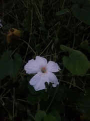 Polyclathra cucumerina