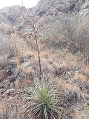 Puya ferruginea
