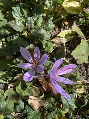 Crocus sativus
