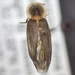 Microphotus dilatatus - Photo (c) Jacob Simon, alguns direitos reservados (CC BY-NC), uploaded by Jacob Simon