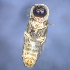 Microphotus dilatatus