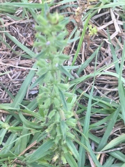 Hedeoma hispida