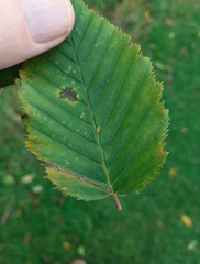 Aceria tenella