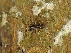 Euasteron enterprise