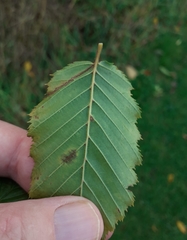 Aceria tenella