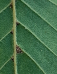 Aceria tenella