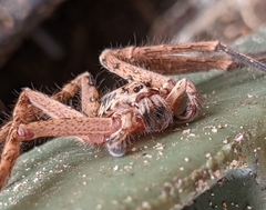 Heteropoda jugulans