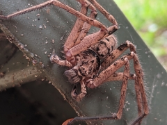 Heteropoda jugulans