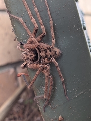Heteropoda jugulans