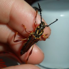 Acyphoderes aurulenta