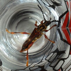 Acyphoderes aurulenta