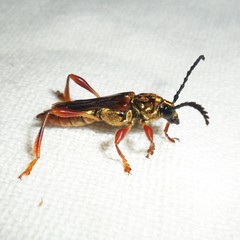 Acyphoderes aurulenta