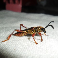 Acyphoderes aurulenta