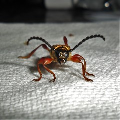 Acyphoderes aurulenta