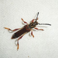 Acyphoderes aurulenta