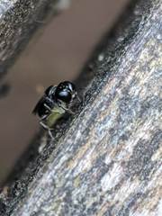 Crossocerus annulipes