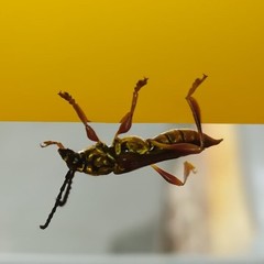 Acyphoderes aurulenta