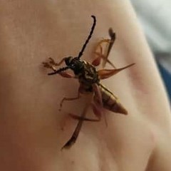 Acyphoderes aurulenta