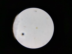 Coscinodiscophycidae