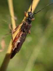 Necydalis diversicollis