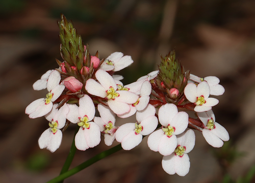 Stylidium scariosum DC.