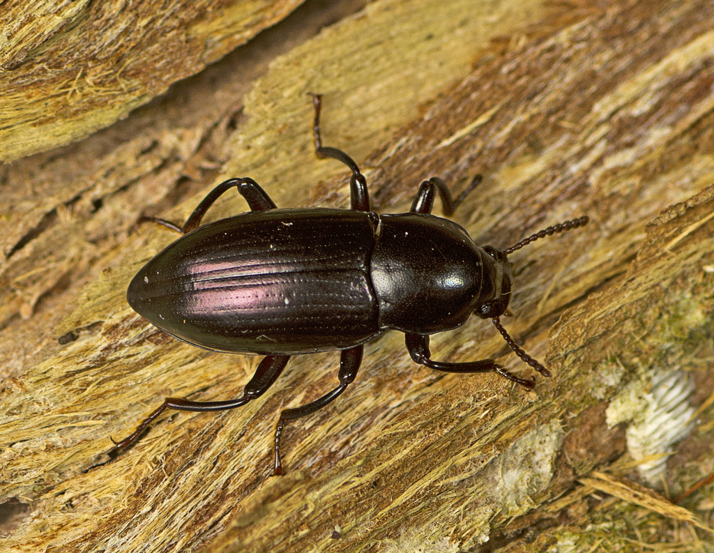 Apterotheca