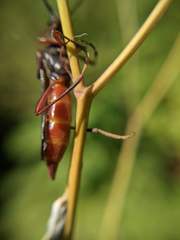 Necydalis diversicollis