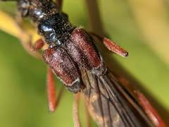 Necydalis diversicollis