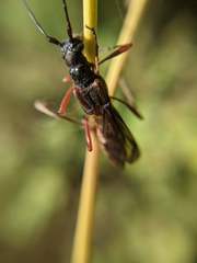 Necydalis diversicollis