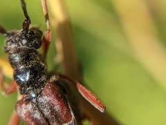 Necydalis diversicollis