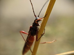 Necydalis diversicollis