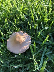 Candolleomyces candolleanus