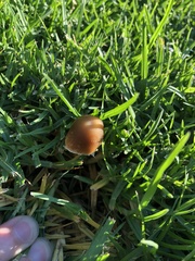 Candolleomyces candolleanus