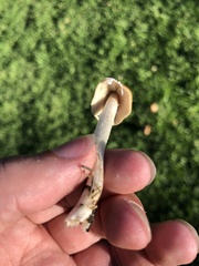 Candolleomyces candolleanus